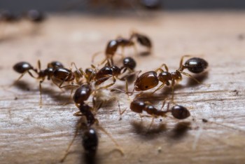 Ant Control Service in New York 