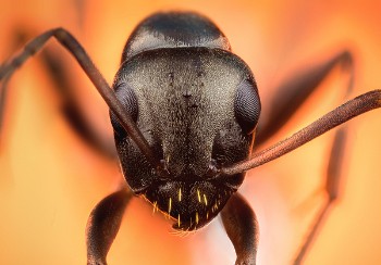 Fast and Affordable Ant Control Services NY