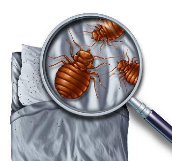 Bed Bug Treatment Services in NY