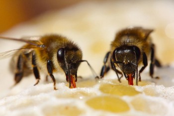 Professional Bee Exterminator Services 