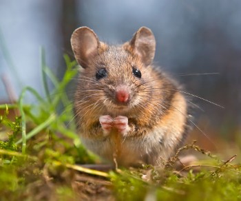 Rodent Control Services in NY